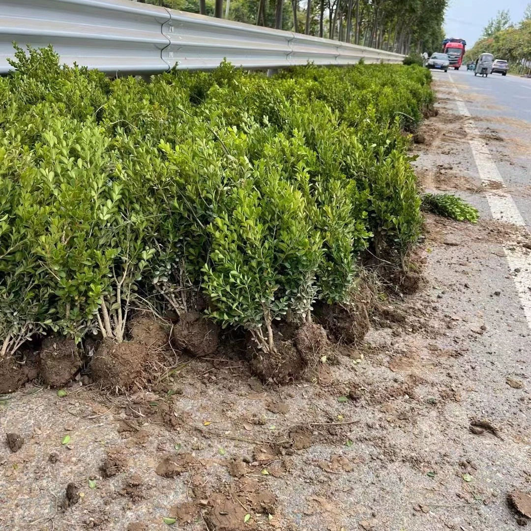 Маленькие саженцы самшита, саженцы самшита с семенами дыни, саженцы остролиста, самшит с золотистыми краями, вечнозеленые и морозостойкие саженцы дворовой изгороди круглый год.