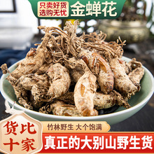 金蚕金婵花虫草花蝉花花禅花孢子粉材蝉花野生金知了5g