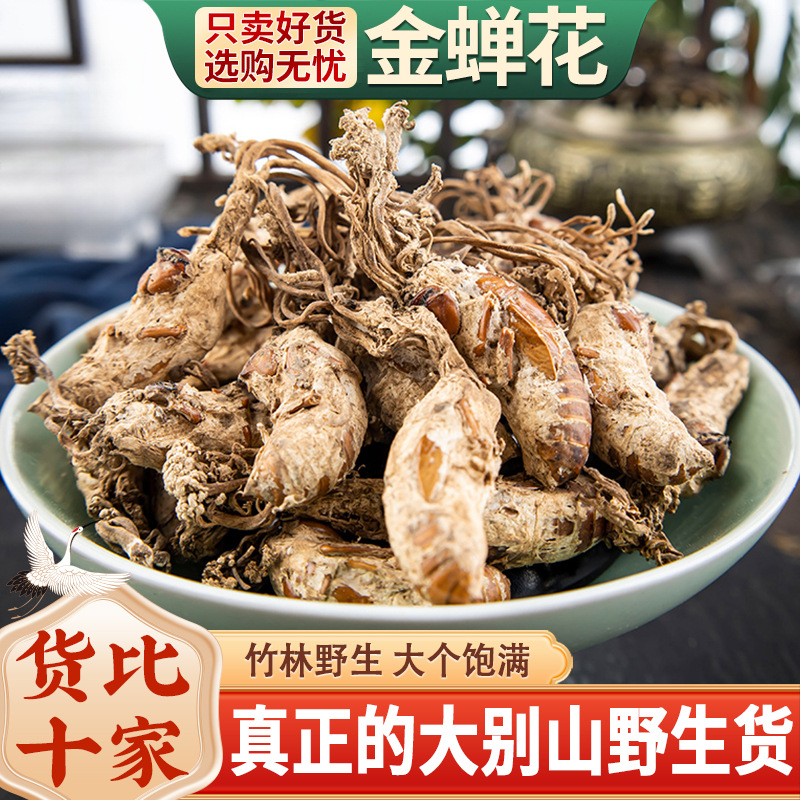 金蚕金婵花虫草花蝉花花禅花孢子粉材蝉花野生金知了5g