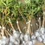种植四季嫁接庭院树苗