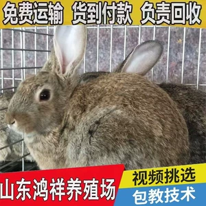 [现货批发散养比利时兔包成活山东兔子养殖基地出售活体黄褐色肉兔]