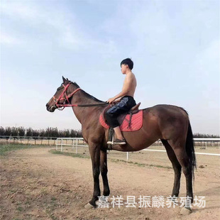 ���^�ð��c���R���R���R�����õİ�Ѫ�R ��Ѫ�RƯ���İ����R