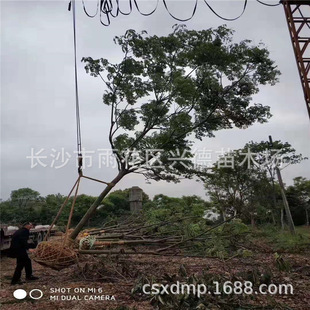 ������l �����Sɽ���10-15-18-20���ֹǼ�ȫ�� �������~��ľ