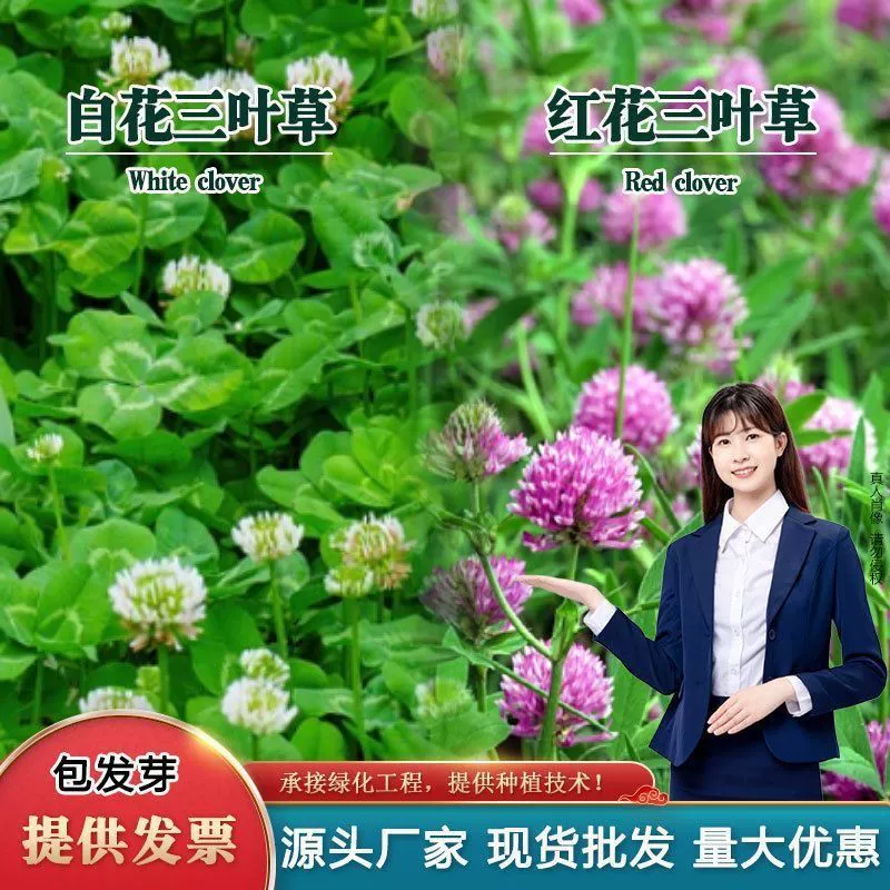 Импортированные семена клевера для всесезонного посева, многолетние семена газонов с белыми цветами, зеленое удобрение для сада, вечнозеленый белый клевер.