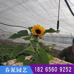 �^�p���տ�����Ʒ�N һ�����r��ݻ����Ի��� �������տ�������؛