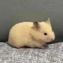 ���B�}���z�܌����������B���Lë���y��ë�����ܰ��ܼ��y���w