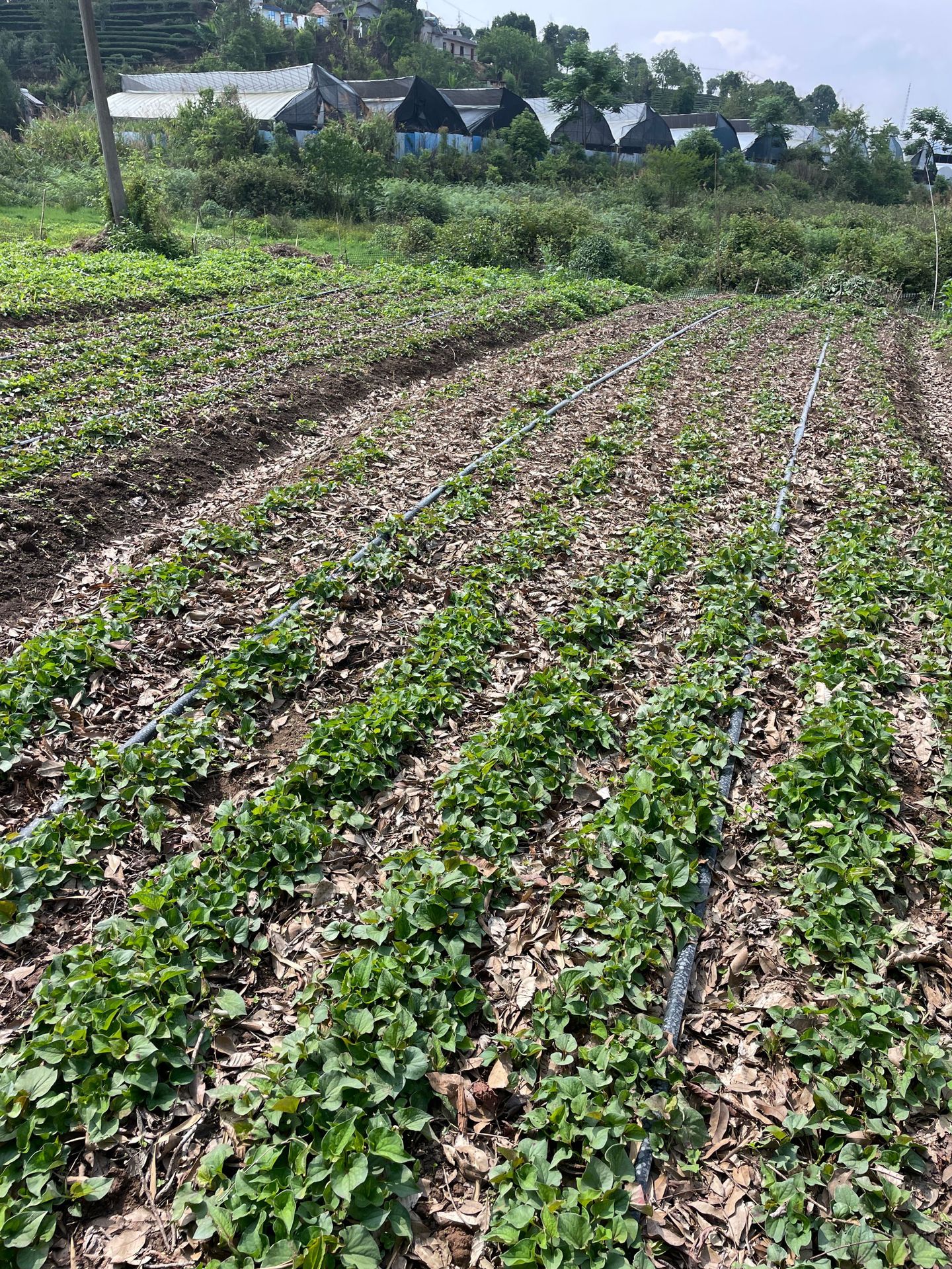 鱼腥草种植 (30).JPG