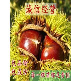 �w���������޽Ӱ�����t�����N�������ͺ��������ϱ����Nֲ����