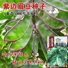 紫边眉豆种子大宽扁豆角种籽搭架爬藤豆角籽早熟结荚多耐热高产