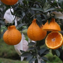 �������ۘ��粻֪����ٴ�Ҋ��˹����θ̘���ո���������̽�