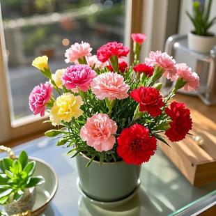 Double-Petaled Carnation Seeds for Balcony and Courtyard, Mosquito-Repelling Herb Seeds, Suitable for Planting in All Seasons, Potted Flower Seedlings, Flower Seeds