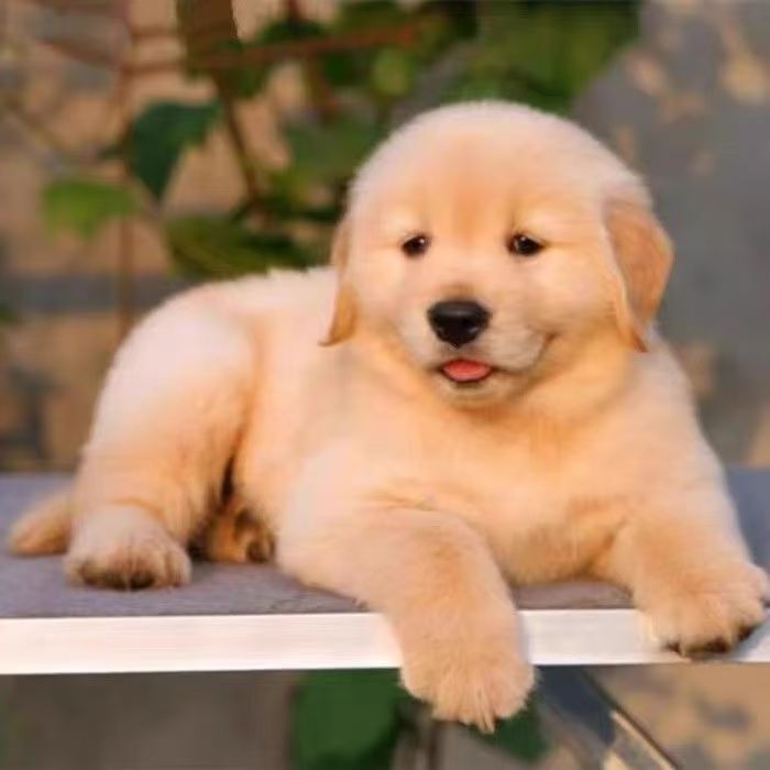 Pure Golden Retriever Puppy Dog Golden Retriever Guide Dog Work Touring Dog Guard Dog Pet Cub Large Dog Pure Golden Retriever Puppy Dog Golden Retriever Guide Dog Work Touring Dog Guard Dog Pet Cub Large Dog