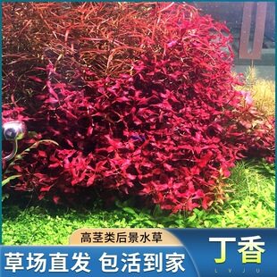 �ϼt����ˮ��ֲ������~��ˮ���쾰�~�ݸ׾Gֲ���֑����B�~�󾰲�