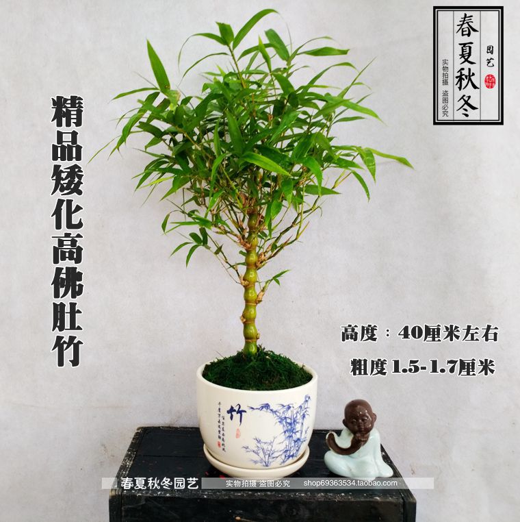 부티크 하이 1 가격