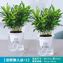 迷你罗汉松小盆栽室内好养办公室四季绿植掌中拇指盆栽办公桌绿植