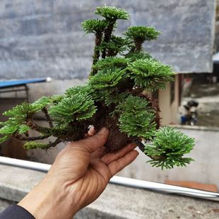 ����߀����҃�����΢�;Gֲ���Լ�ɽ��ˮʯ�����쾰�ļ�����ֲ��