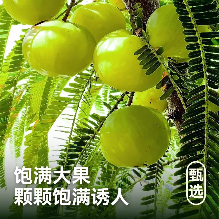 油柑荷叶汁180ml*5/袋大容量清甜好喝大餐搭档冰镇荷叶汁现货代发|undefined