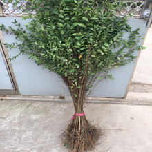 一件代发榆树苗盆栽家榆白榆可食用绿化工程苗木适宜庭院种植乔木