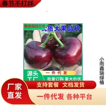 供大青叶樱桃苗 樱占王 兰丁占木樱桃实生苗 吉塞拉矮化占木价格