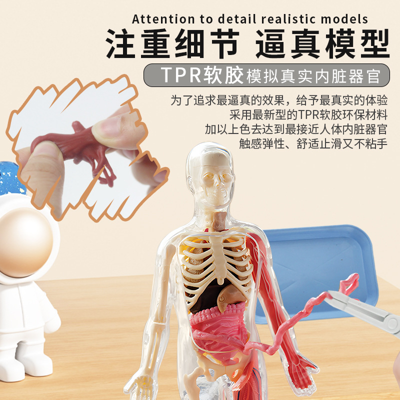 Educación temprana órganos humanos modelo esqueleto conjunto de ciencia y educación para estudiantes de primaria y secundaria DIY ensamblaje infantil puzzle juguete luz nocturna