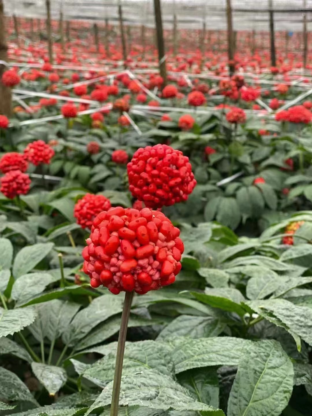 mmexport1703721107973