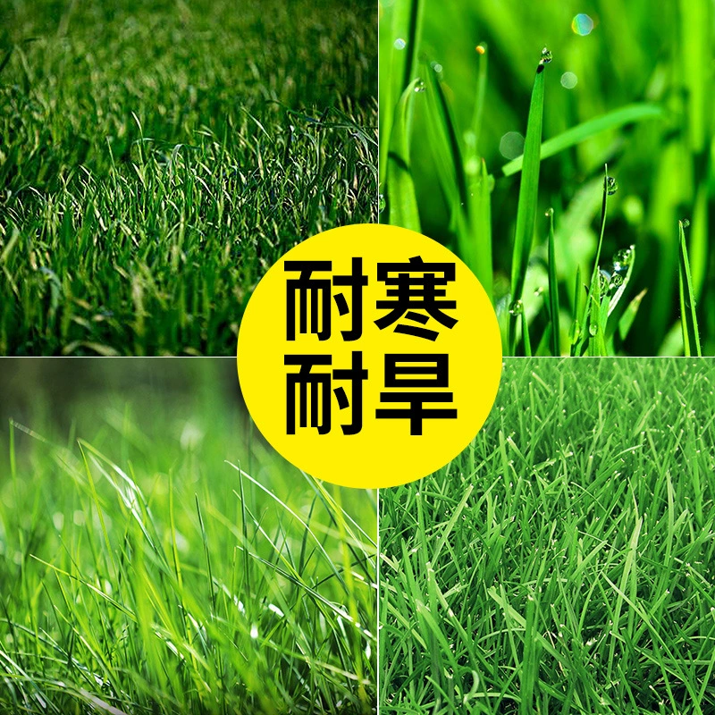 Смешанный посев семян Бермудской травы Карликовый склон для защиты корней бернодактилона