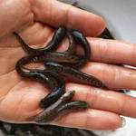 供应七星鱼 月鳢鱼苗 淡水月鳢鱼苗 七星鱼苗 山斑鱼苗 鱼苗