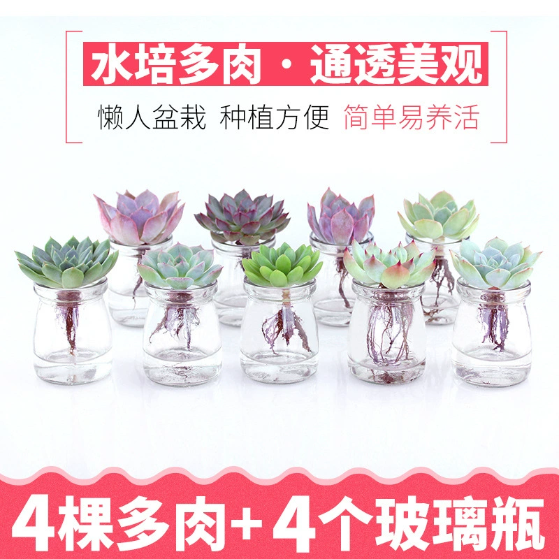 Комбинация гидропонных суккулентов в горшечном офисе