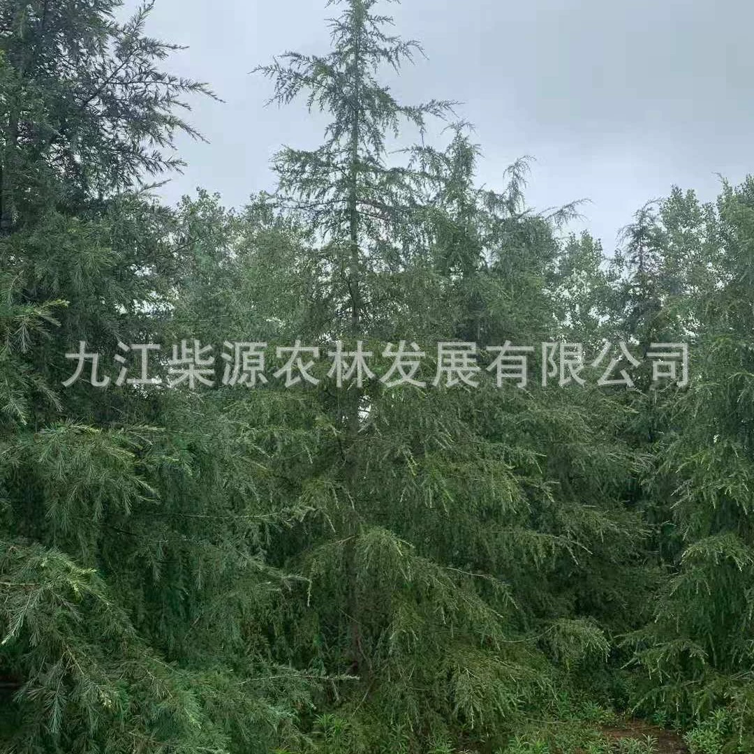 Саженцы кедра Цзянси кедр 5cm кедр 10cm кедр 25cm кедр 18cm кедр 13cm
