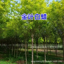 金叶白蜡树5-8公分黄叶对接白蜡黄金白蜡树金冠白蜡树苗批发白蜡