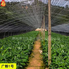 园林果树