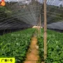 果树香蕉苗