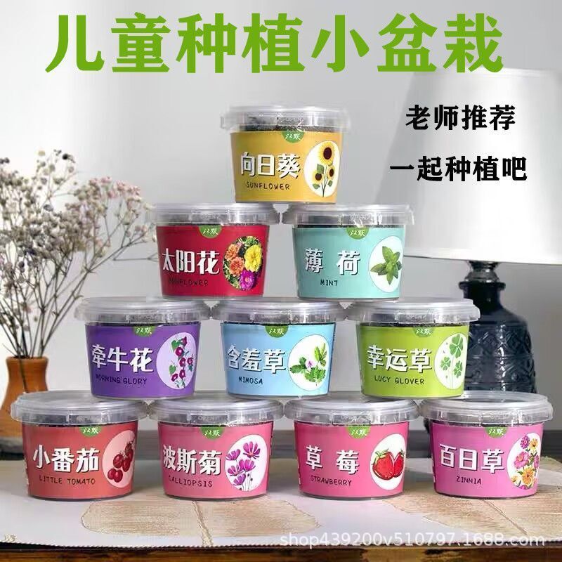 Wholesale Canned Children's Small Potted Plants for Planting, Student Observation Seed Box, DIY Mini Indoor Plants Wholesale Canned Children's Small Potted Plants for Planting, Student Observation Seed Box, DIY Mini Indoor Plants