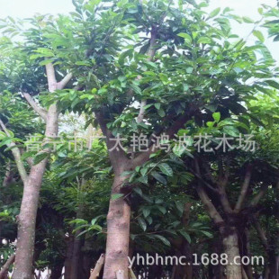 �V�|ȫ�ڹǼܼtƤ�Ŵ��~�ų��G��ľ���~����ͥԺ���@�S�����R��