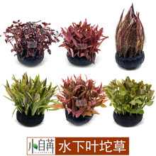 水下叶坨草紫丁香坨血心兰坨草大红叶细叶柳红松尾鱼缸草缸造景