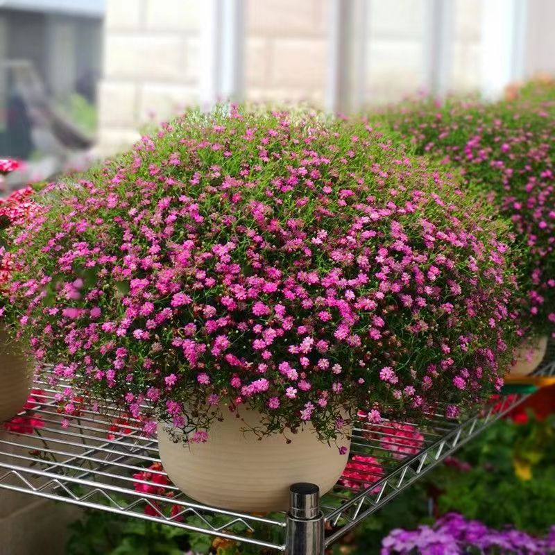 Venta al por mayor de semillas de flores y plantas eustoma malvarrosa peonía cobre dinero hierba margarita rosa sol peonía flor combinación de flores