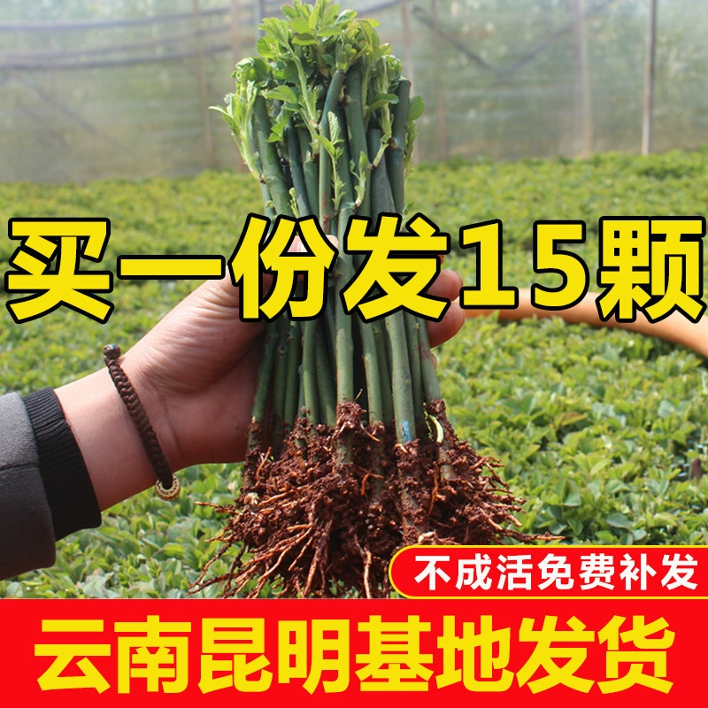 Юньнаньские 15 розовых саженцев, вьющиеся лозы, цветущие в любое время года, морозостойкие и термостойкие саженцы вьющихся растений во дворе.