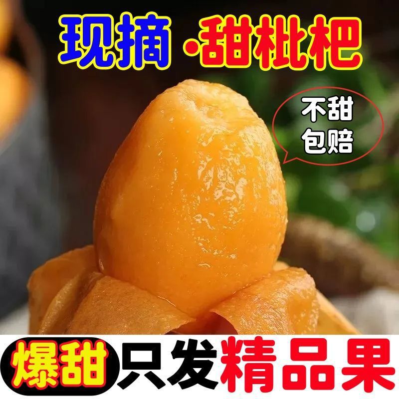 Authentic Sichuan Miyi Loquat Super Sweet Fresh Fruit Large Extra Large Five-star Seasonal Fresh Fruit