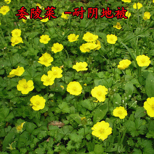 ί��˷N�Ӱ��^�̸��ݷN��ͥԺ���������^�ر�ֲ���ͺ����a���N