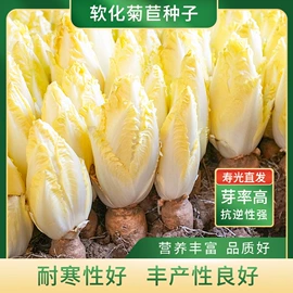 蔬菜种子;其他化肥;叶面肥