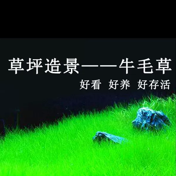 Mini calf hair seeds (4000 pieces) ✓