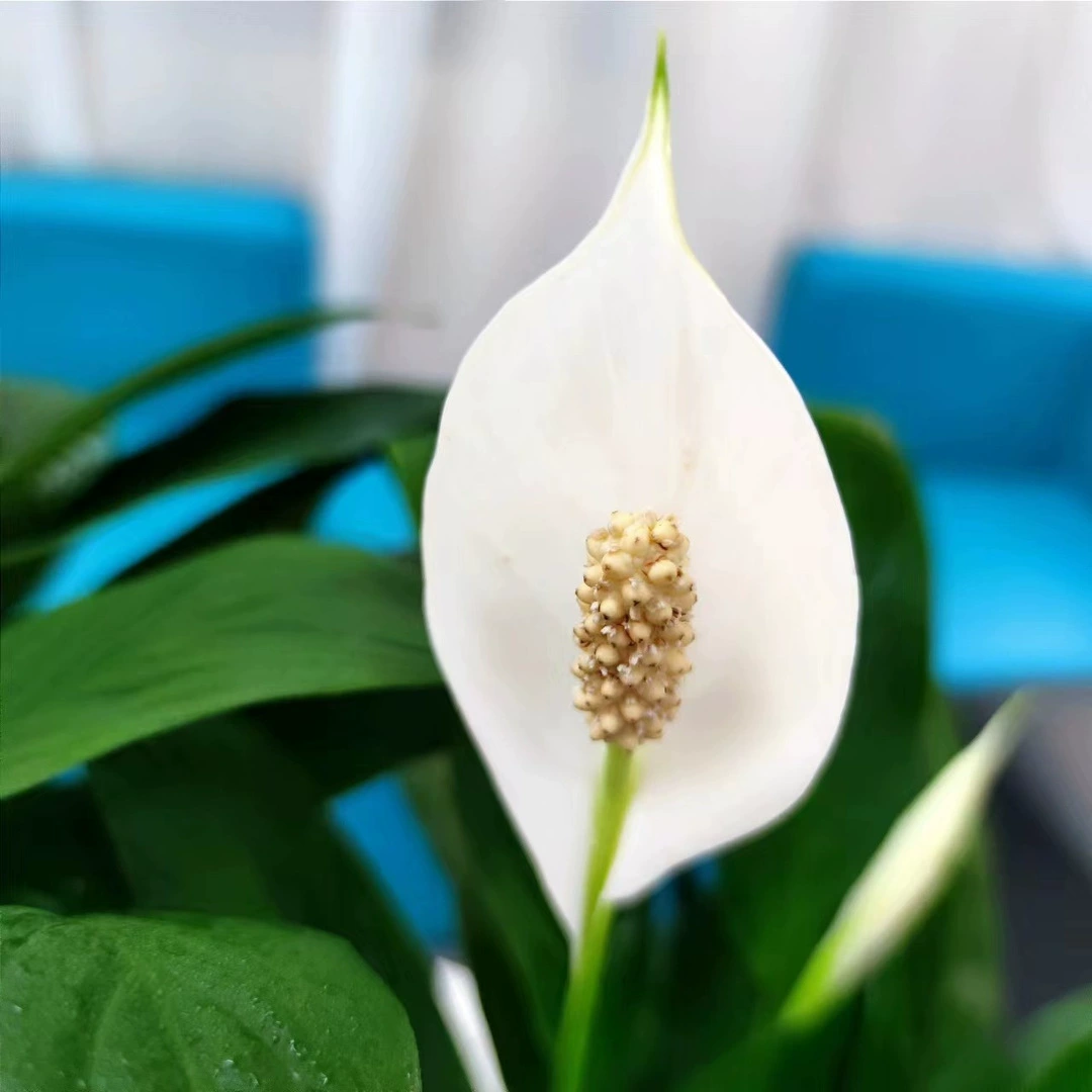 Растение в горшке белолистовой лилии мира легко выращивать, гидропонное растение для офиса, цветочное и зеленое растение, красолистовая лилия мира для водного выращивания, цветет в любое время года.