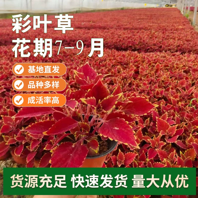 Оптовая продажа цветной травы для детских комнат, двухцветная чашка, сезонная трава, цветок, многоцветная комнатная балконная трава, пятицветная трава