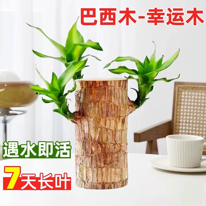 Водный Lucky Wood Brazil Wood Groot Зеленое растение в горшке Маленькое дерево Человек с бутоном Внутренняя Гидропоника Четыре сезона Хорошее растение