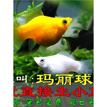 �����~̥���~�����~��ȸ�~�����~�¹��~����Ĥ�~�^�p�~���w�~���]