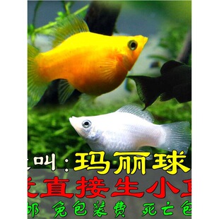 �����~̥���~�����~��ȸ�~�����~�¹��~����Ĥ�~�^�p�~���w�~���]