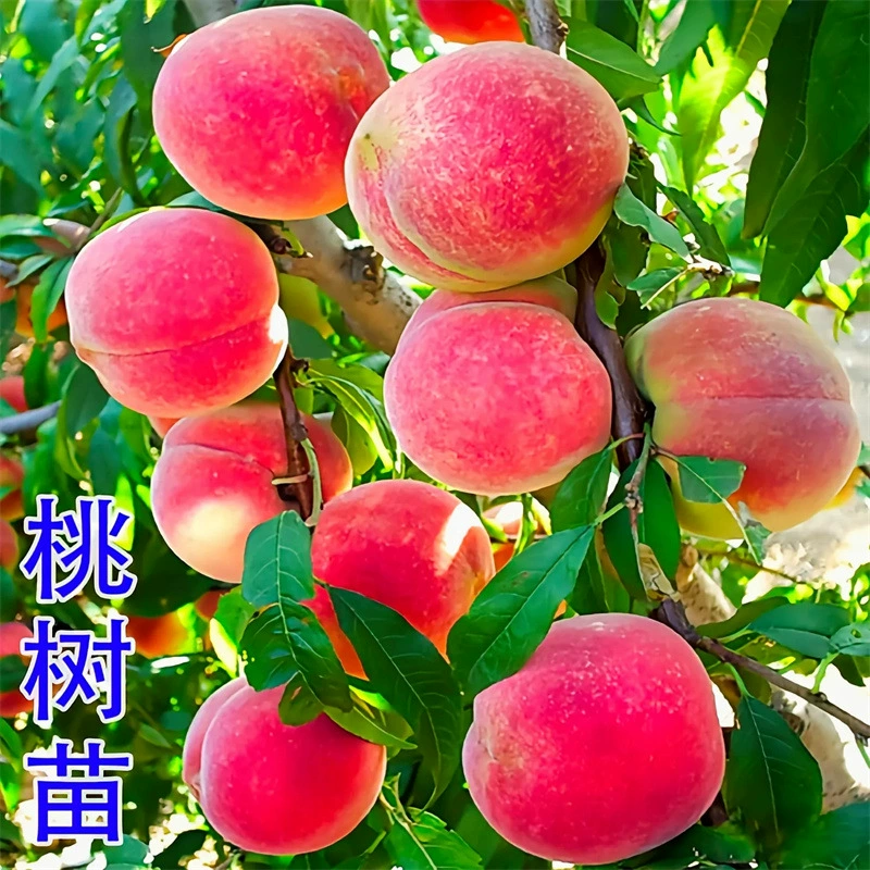 Персиковое дерево Фруктовая рассада Прививка Посадка земли Новая рассада персикового дерева на юге и севере Посадка преждевременных очень больших зимних персиковая вода Персиковая рассада