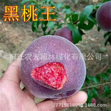 FںóɻҘ ̎ҎҘr񌍻