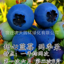 盆栽南北方种植夏普兰蓝莓树果苗大带土带叶发货当年挂果四季盆栽