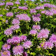 批发一年生美国薄荷种子四季播易活室外庭院绿化景观香草花卉种子